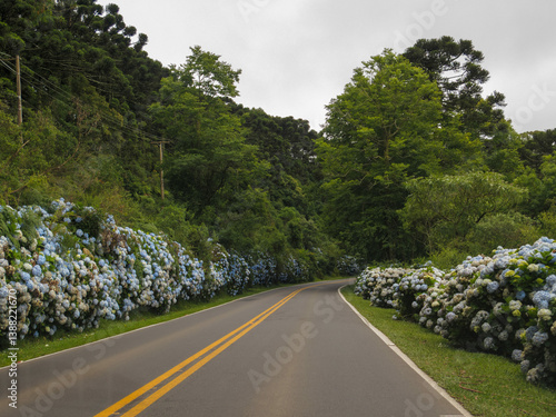 Obraz na płótnie Beautiful Rota Romantica road with blooming blue Hydrangea (Hortensia) flowers, Gramado, Serra Gaucha, Rio Grande do Sul, Brazil w salonie