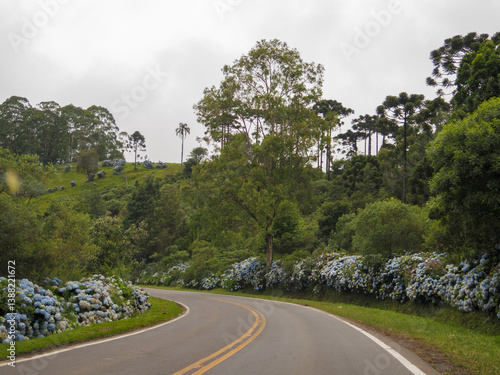 Obraz na płótnie Beautiful Rota Romantica road with blooming blue Hydrangea (Hortensia) flowers, Gramado, Serra Gaucha, Rio Grande do Sul, Brazil w salonie