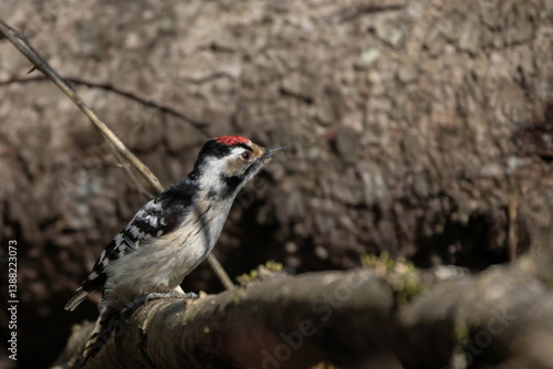 Lesser spotted woodpecker (Dryobates minor) male