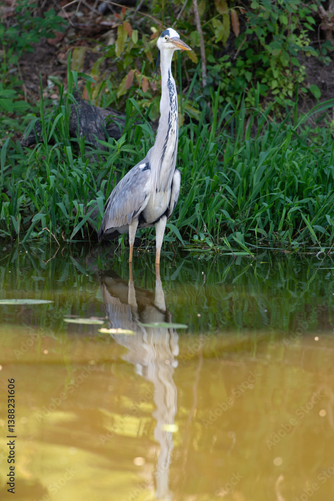 Fototapeta premium Héron cendré, Ardea cinerea, Grey Heron