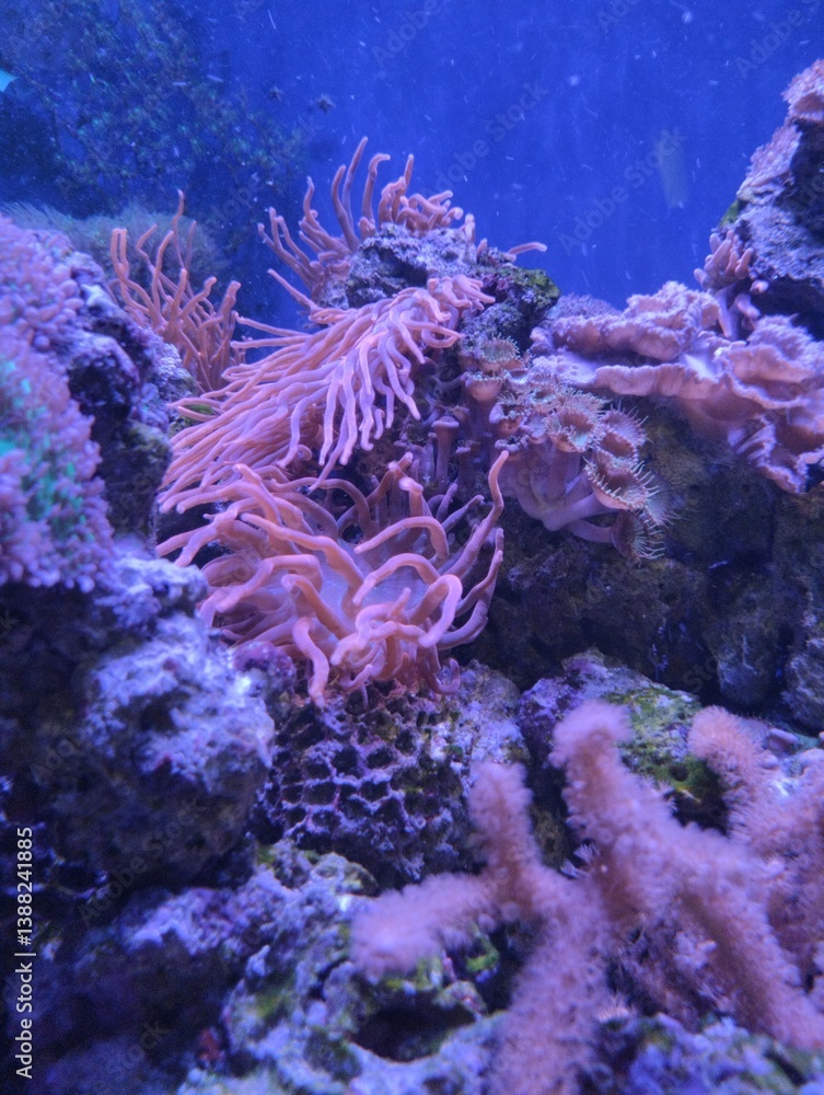 underwater world, corals and marine plants and animals, pink clavularia