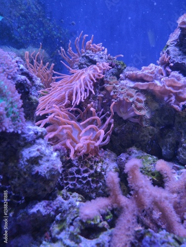 Obraz na płótnie underwater world, corals and marine plants and animals, pink clavularia w salonie