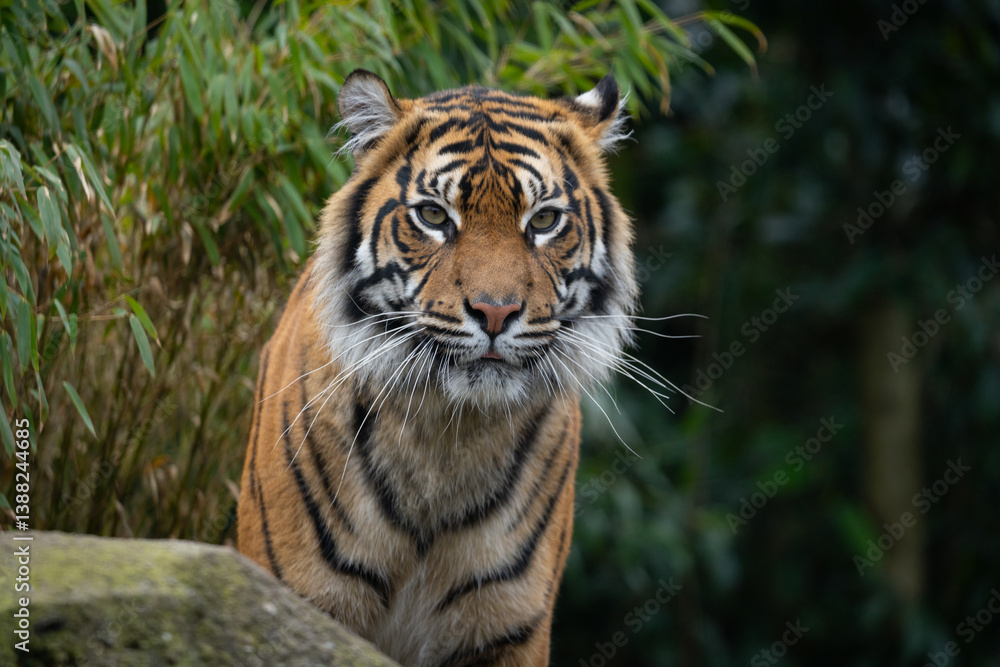 Obraz premium Tiger staring down the camera