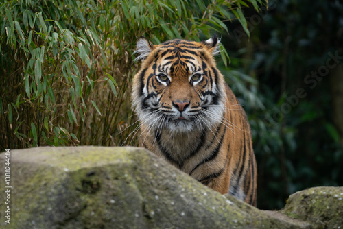 Tiger staring down the camera