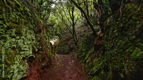 Hiking trail in the laurel forest and the Garajonay National Park of La Gomera.