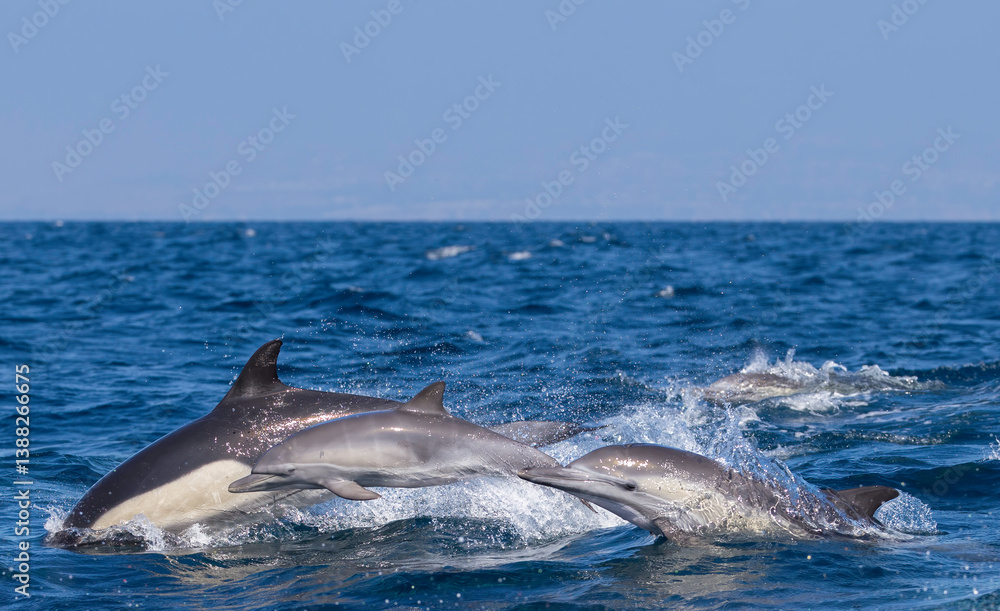 dolphins jumping out of water, Laguna Beach, California