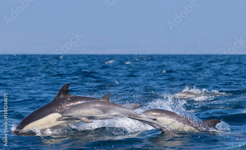 Obraz na płótnie dolphins jumping out of water, Laguna Beach, California w salonie