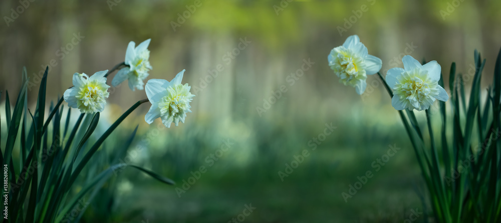 białe pełne narcyze, white full narcissi