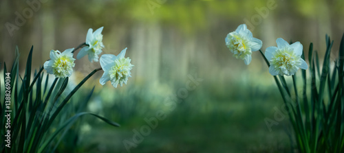 Obraz na płótnie białe pełne narcyze, white full narcissi w salonie
