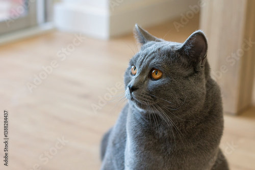 Gato raza british shorthair	
