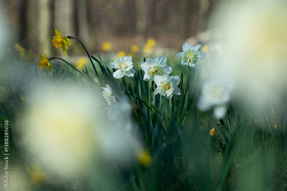 białe pełne narcyze, white full narcissi