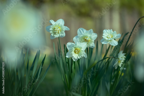Obraz na płótnie białe pełne narcyze, white full narcissi w salonie