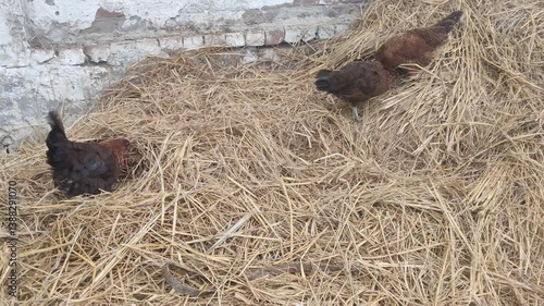 Hen Nesting in Hay in a Rural Farm Setting
