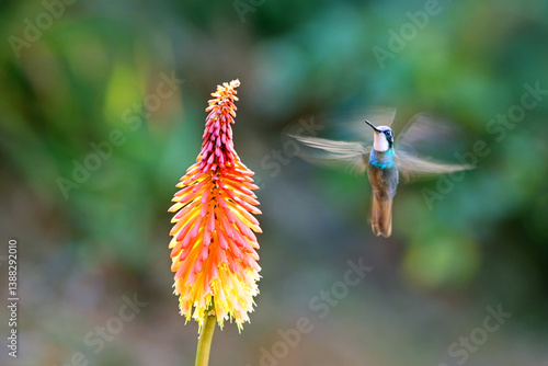 White-throated Mountain Gem Hummingbird with fire-poker flower, Costa Rica