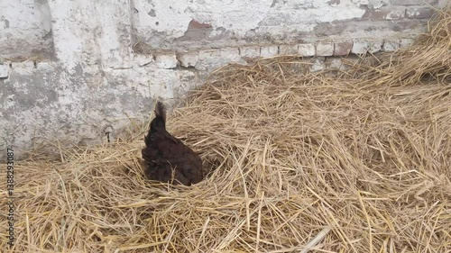 Hen Nesting in Hay in a Rural Farm Setting