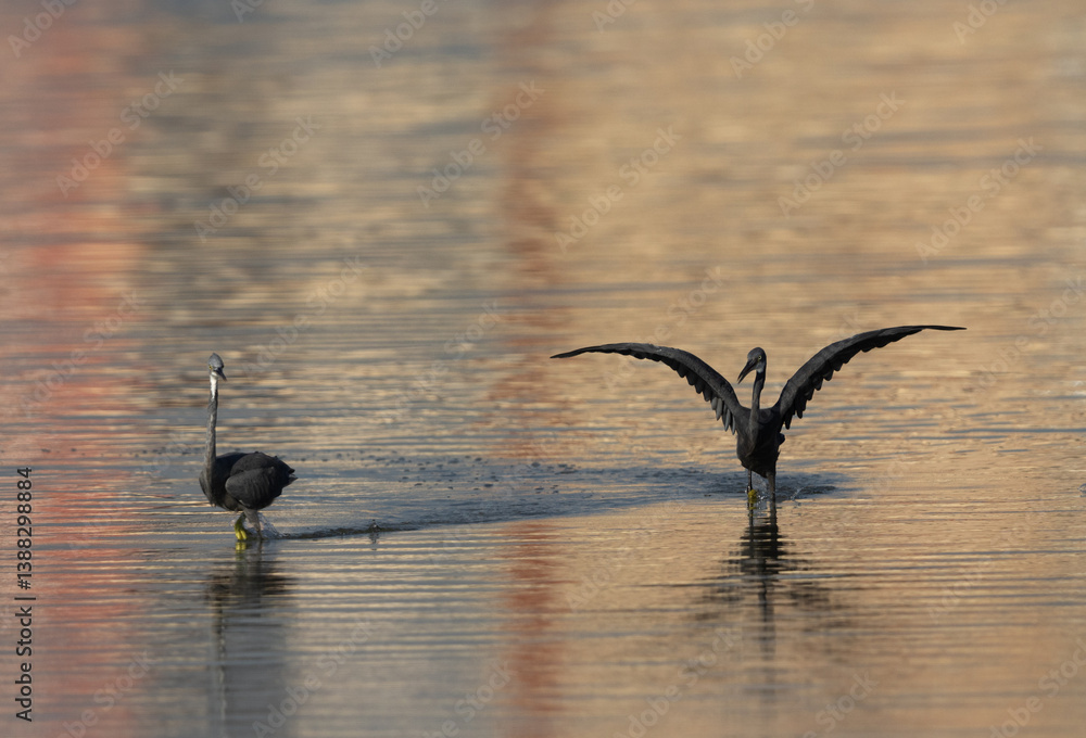 Φωτογραφία Western reef heron territory fight at Mameer creek of Bahrain