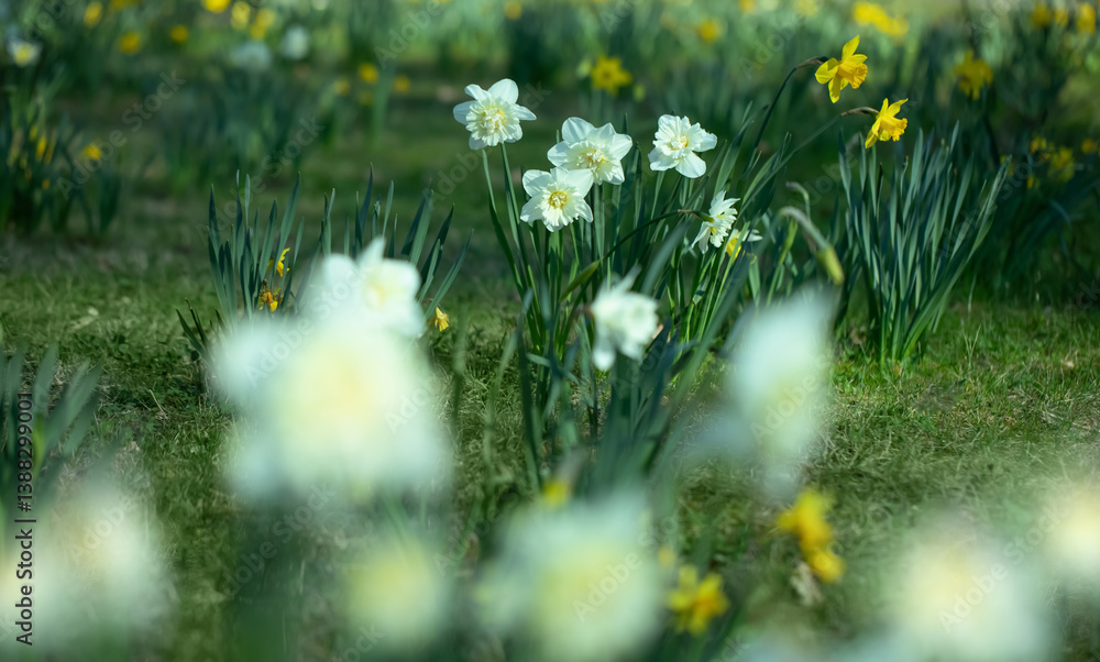 białe pełne narcyze, white full narcissi