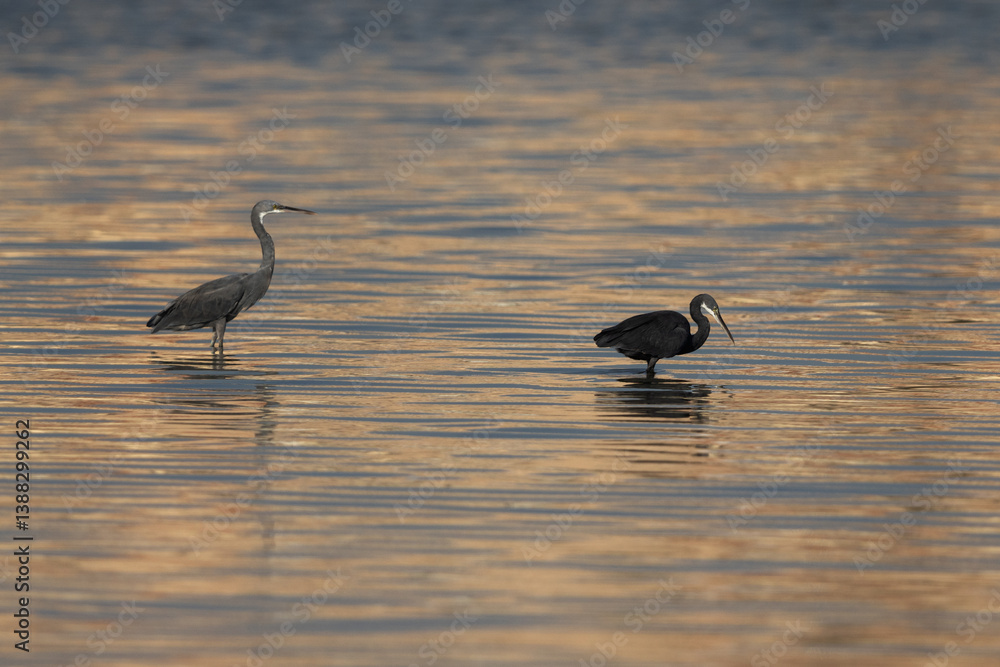 A pair of Western reef heron and dramatic reflection, Bahrain A pair of Western reef heron and dramatic reflection, Bahrain