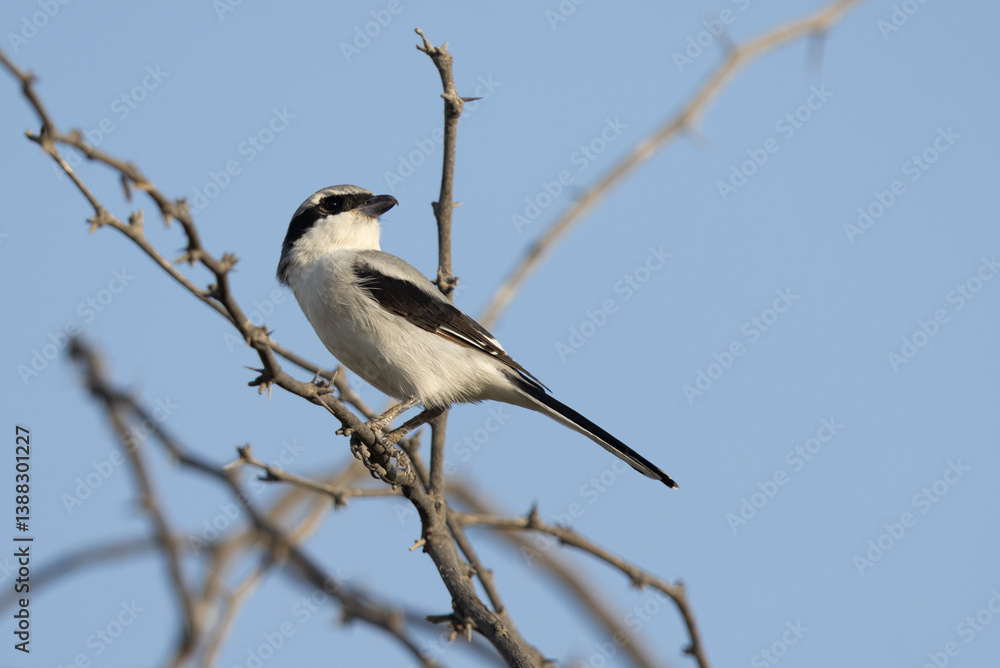 Great Grey Shrike perched on acacia tree at Hamala Great Grey Shrike perched on acacia tree at Hamala