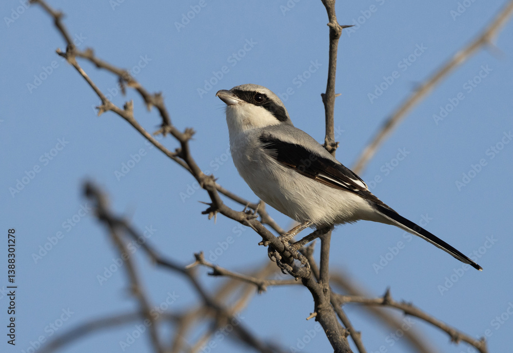 Fototapeta premium Great Grey Shrike perched on acacia tree at Hamala, bahrain