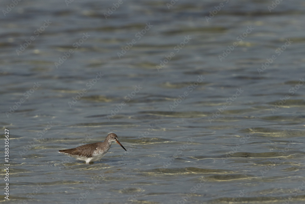 Redshank at Busaiteen coast of Bahrain Redshank at Busaiteen coast of Bahrain