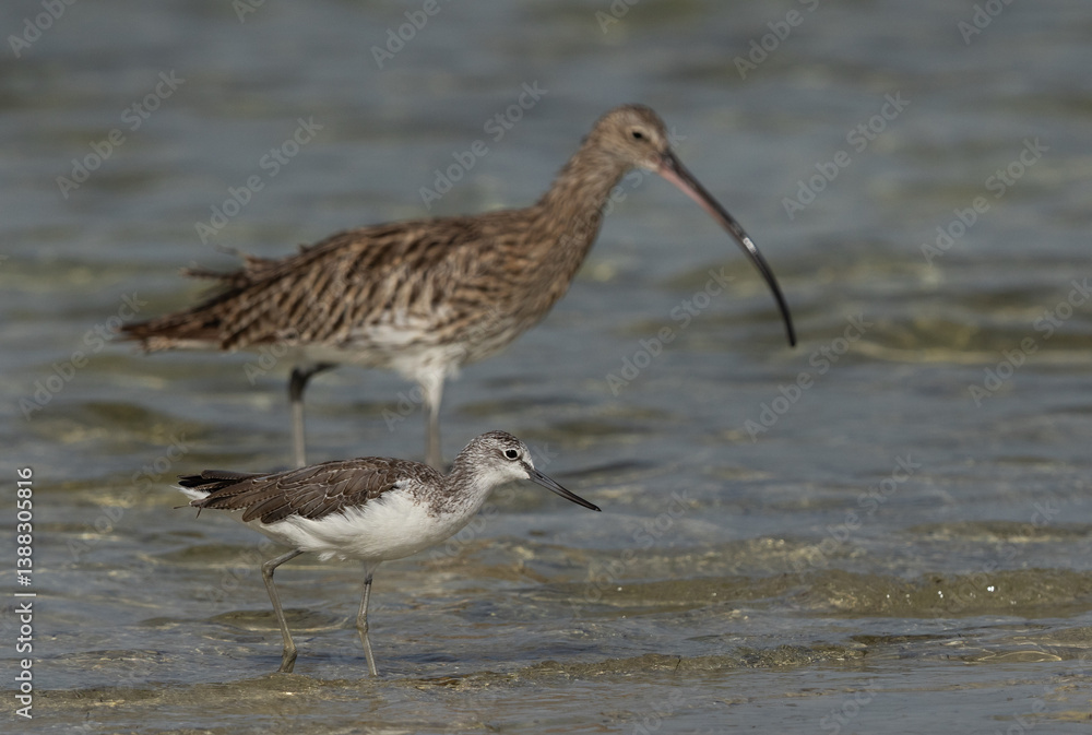 Selective focus on a Common Greenshank and a Eurasian curlew at the backdrop at Busaiteen coast of Bahrain Selective focus on a Common Greenshank and a Eurasian curlew at the backdrop at Busaiteen coast of Bahrain