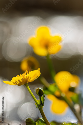 Blüten der Sumpfdotterblume (Caltha palustris)
