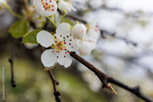 Close-Up of White Cherry Blossoms in Bloom with Delicate Petals and Red Stamens