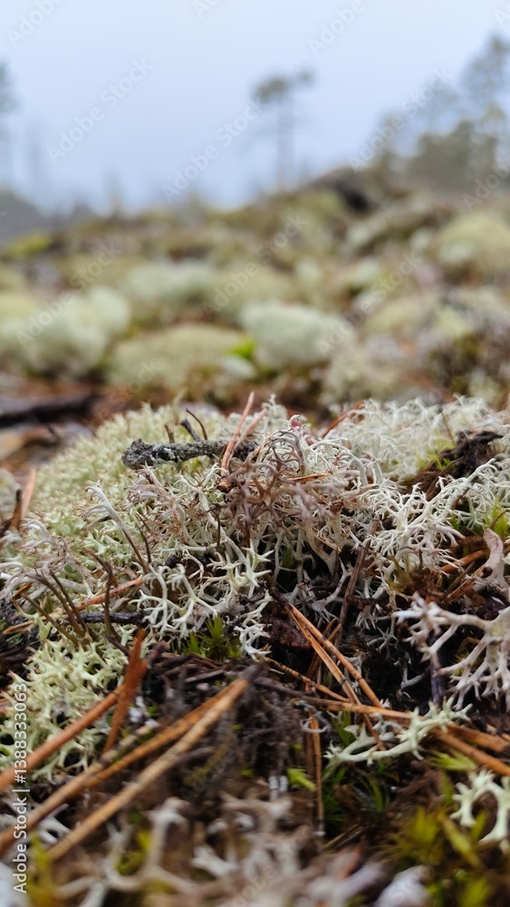 Close up moss greenery scene, forest floor, ecological, nature, woodland. Northern nature, growing foliage, grey moss. Close up moss greenery scene, forest floor, ecological, nature, woodland. Northern nature, growing foliage, grey moss.