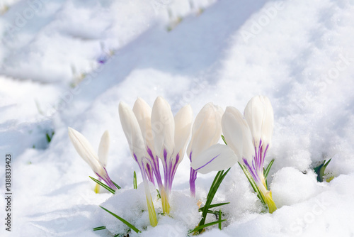White crocus flowers breaking through the snow in early spring on a clear sunny day.