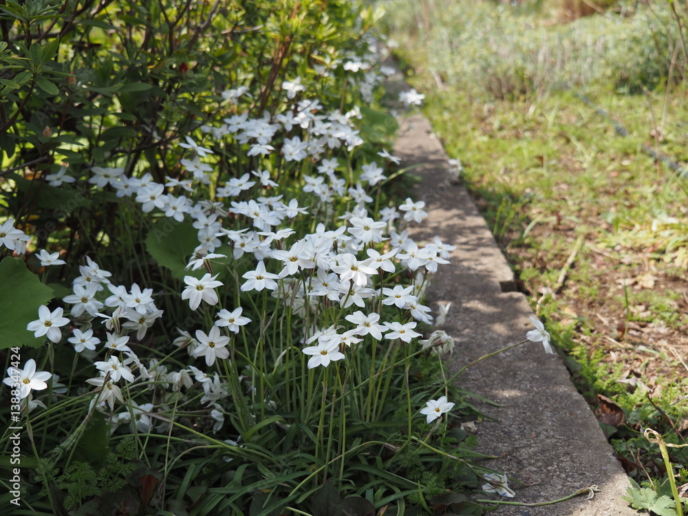 Fototapeta premium ハナニラ