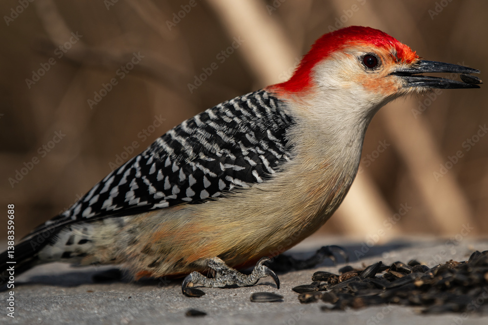 Fototapeta premium Red-bellied Woodpecker Snatching a Sunflower Seed