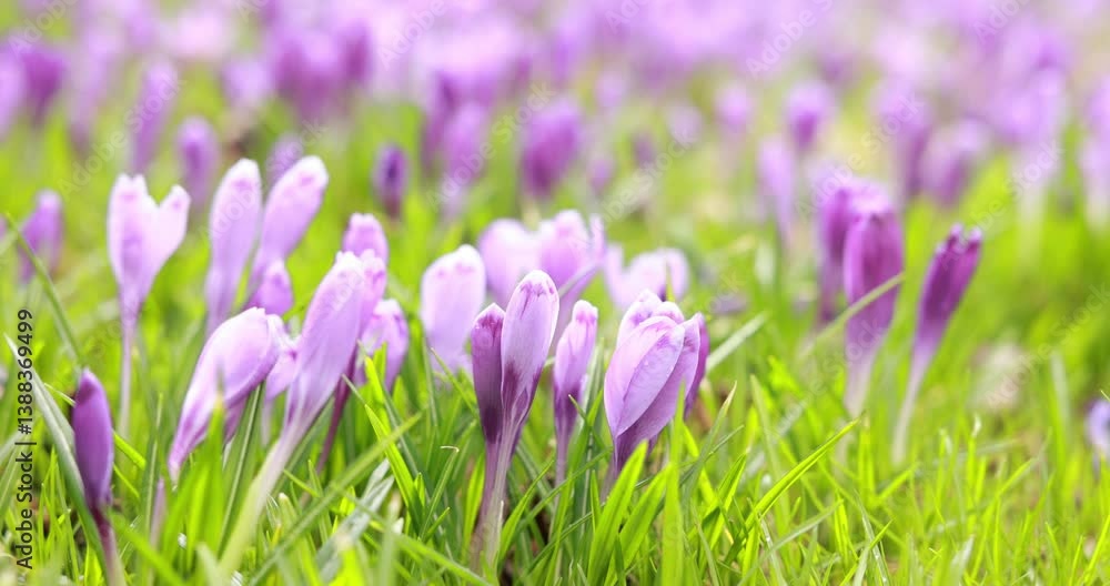 Many beautiful flowers wiggling from wind outdoors, closeup Many beautiful flowers wiggling from wind outdoors, closeup