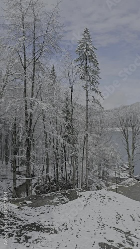 A snowy landscape with trees