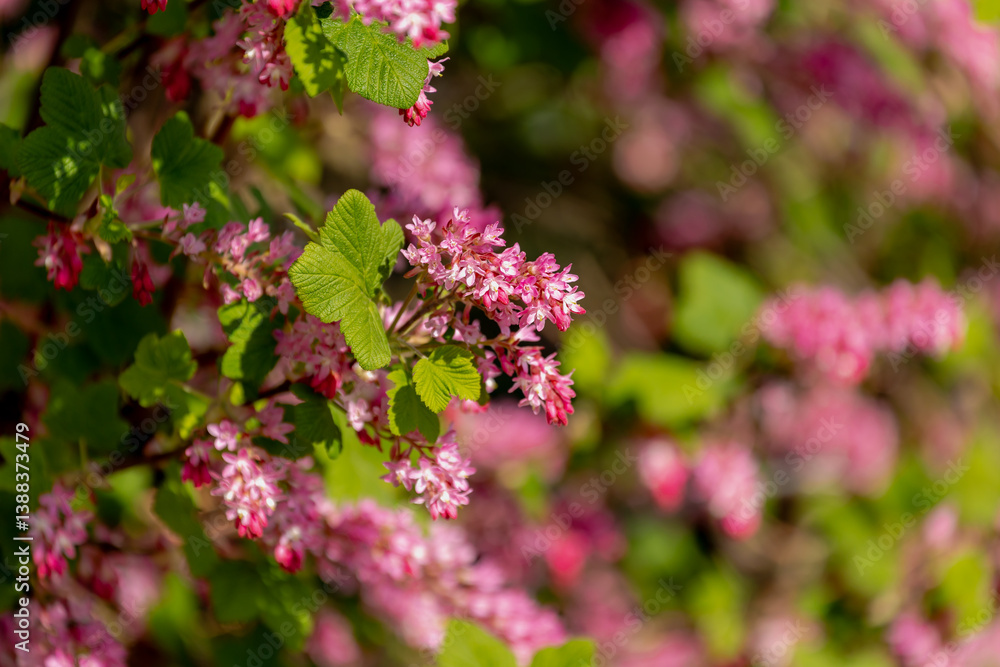 Selective focus of Ribes sanguineum flowers with green leaves in garden and sunlight, Red pink ribes or redflower currant is a flowering plant in the family Grossulariaceae, Natural floral background.
