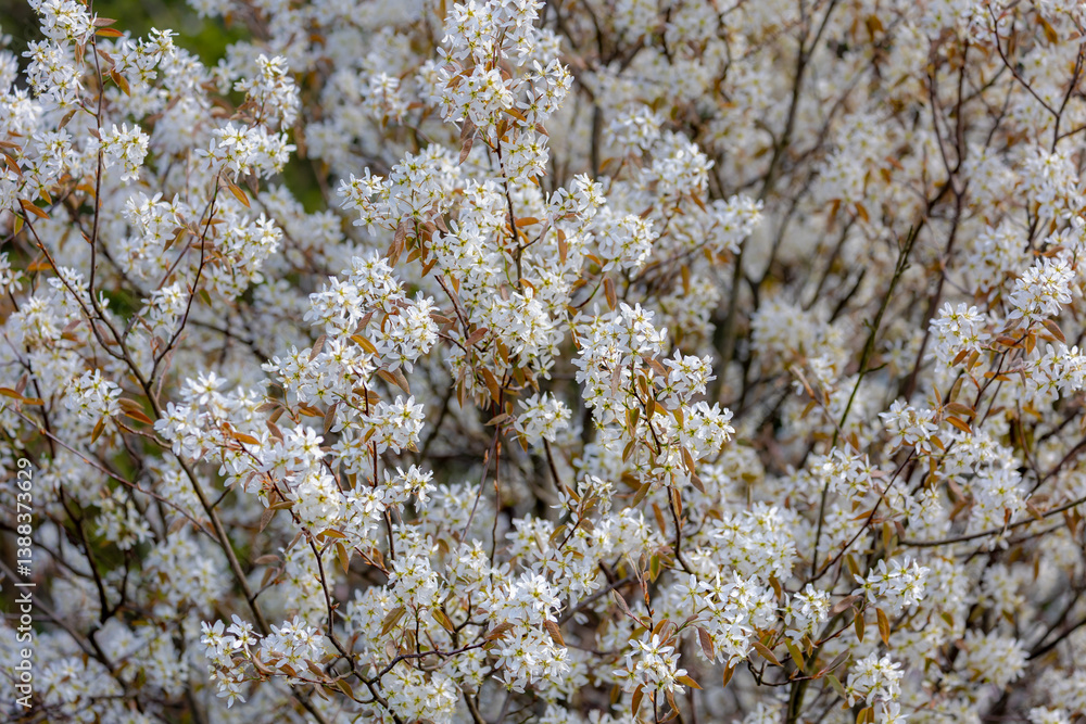 Selective focus shrub of wild white flowers in the wood, Amelanchier lamarckii also called juneberry, Serviceberry or shadbush is a large deciduous flowering shrub or small tree in the family Rosaceae