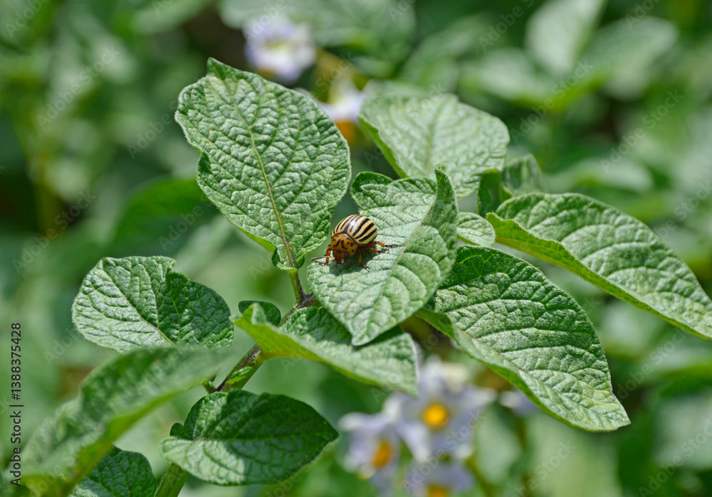 The Colorado potato beetle eats a green potato leaf. a dangerous pest that destroys potato crops. pest control The Colorado potato beetle eats a green potato leaf. a dangerous pest that destroys potato crops. pest control