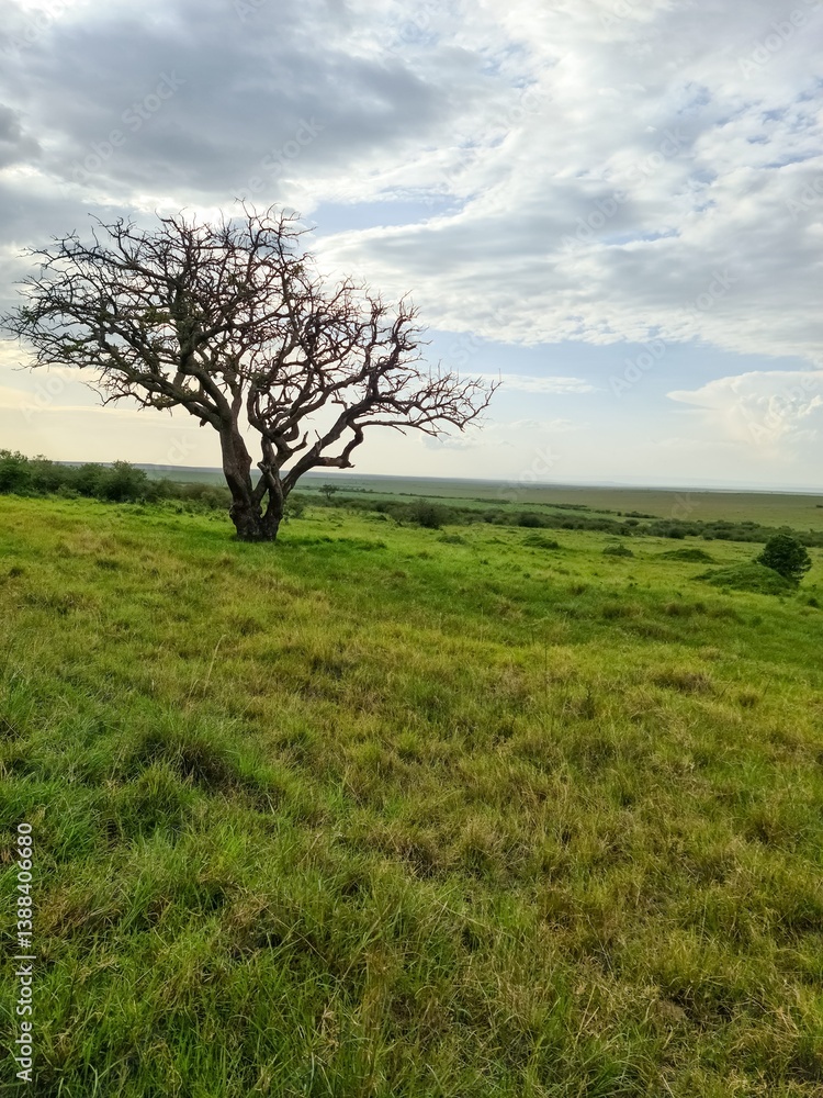 Obraz premium Leafless tree standing in the african savanna in Kenya