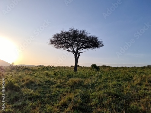 Wallpaper Mural Lonely acacia tree standing in the african savanna at sunrise in Kenya Torontodigital.ca