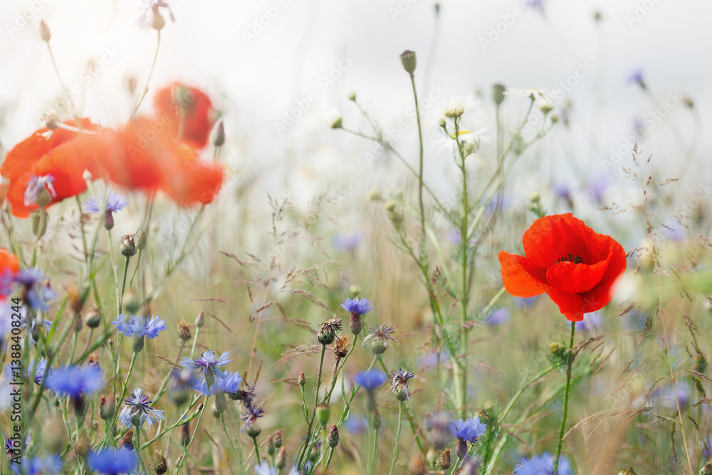Naklejka premium Scenic view of bright red blossoming poppy corn flowers on beautiful green wildflower grassland meadow at warm sunny sunrise or sunset morning light. Scenic nature biodiversity wild floral background