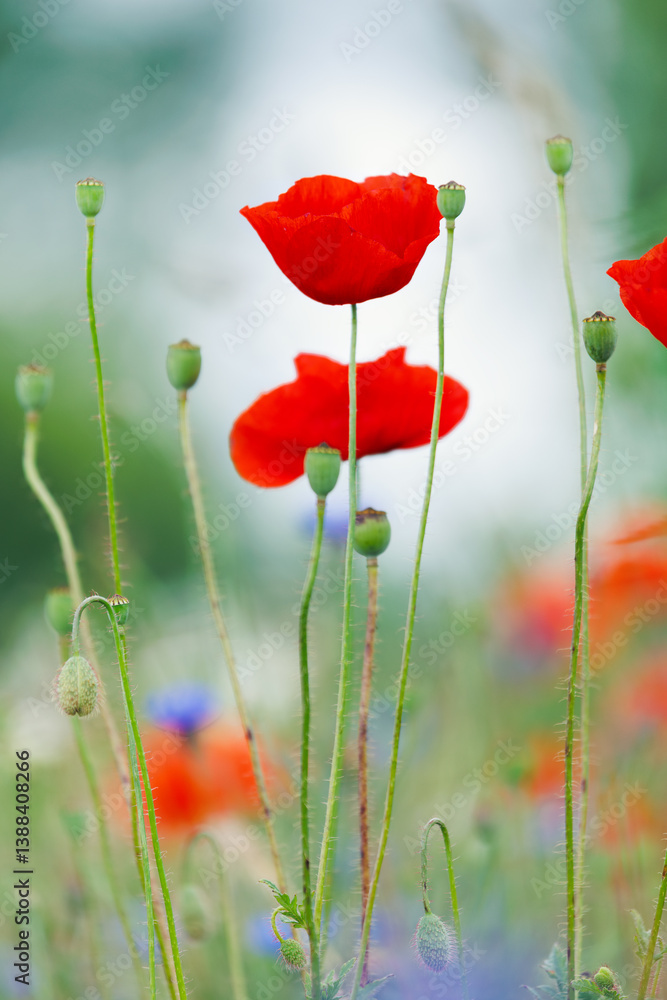 Obraz premium Scenic view of bright red blossoming poppy corn flowers on beautiful green wildflower grassland meadow at warm sunny sunrise or sunset morning light. Scenic nature biodiversity wild floral background