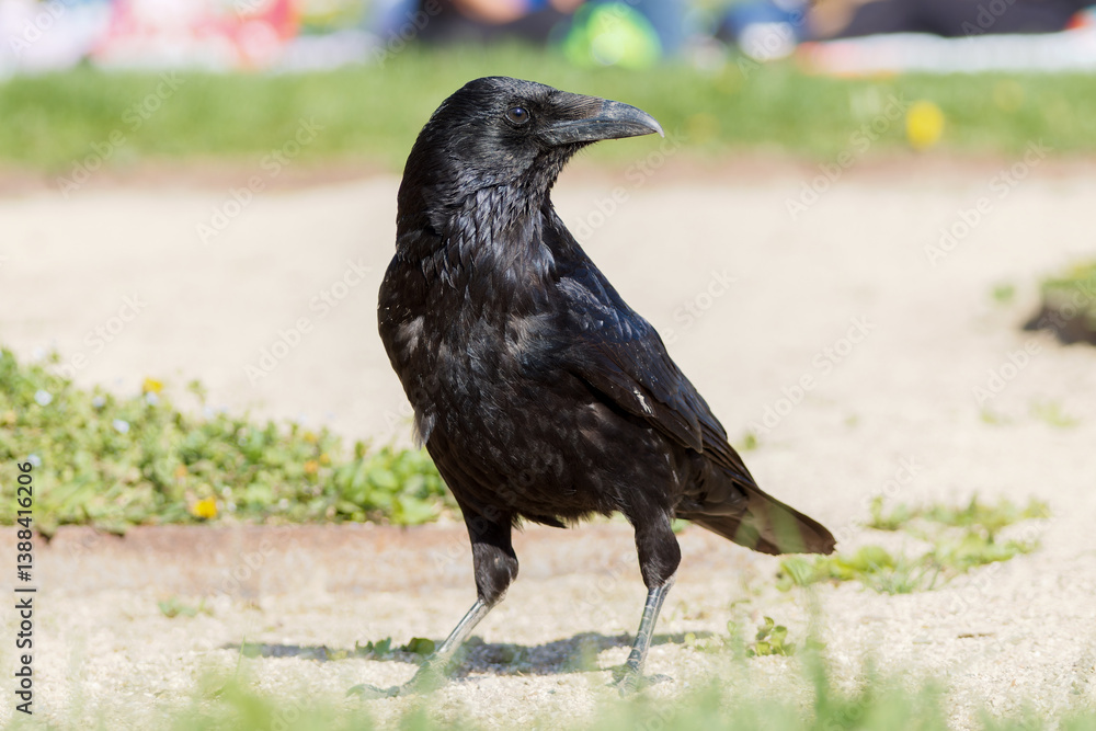 Fototapeta premium Corneille noire (Corvus corone) 