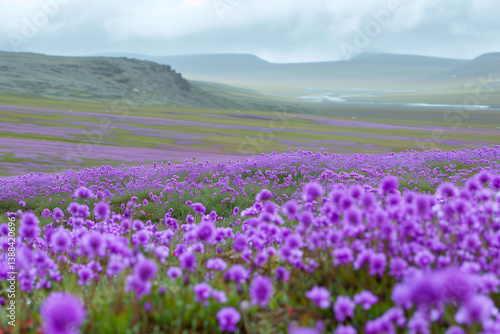 Purple Flower Landscape Featuring Rolling Countryside Fields, Blue Skies, and Blooming Spring Flora in a Panoramic View