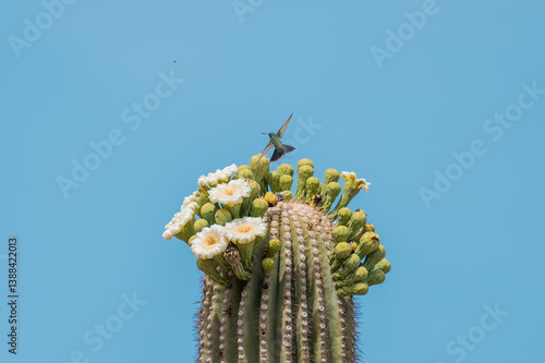 colibri Saguaro Cactus Flower