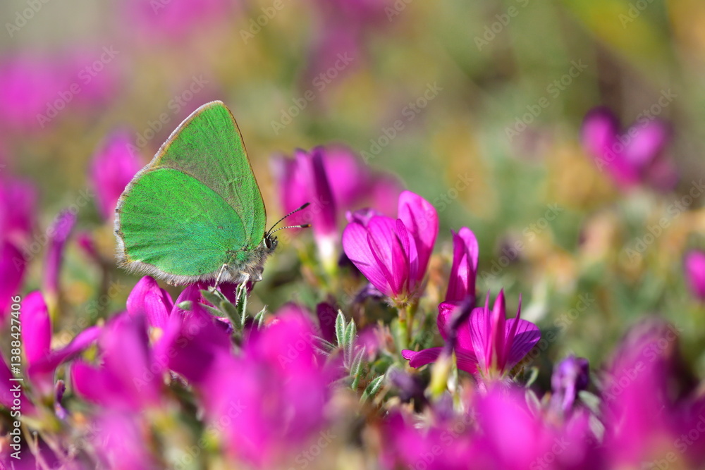 Naklejka premium Callophrys paulae 1359