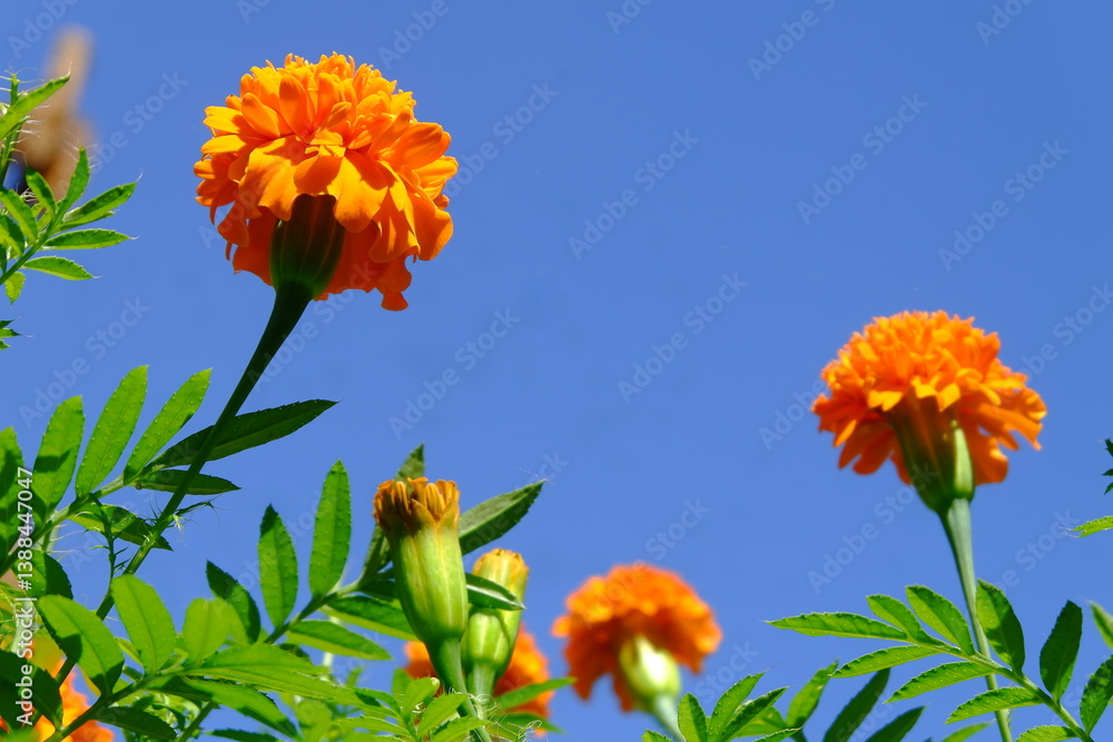 Obraz premium Orange Marigold Flowers Blooming Under a Clear Blue Sky