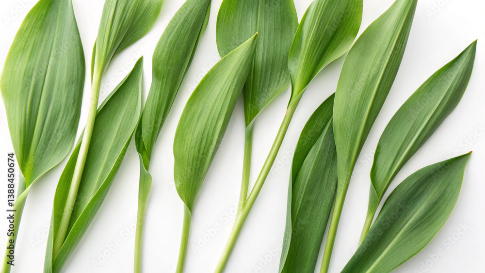 Obraz premium fresh green tulip leaves