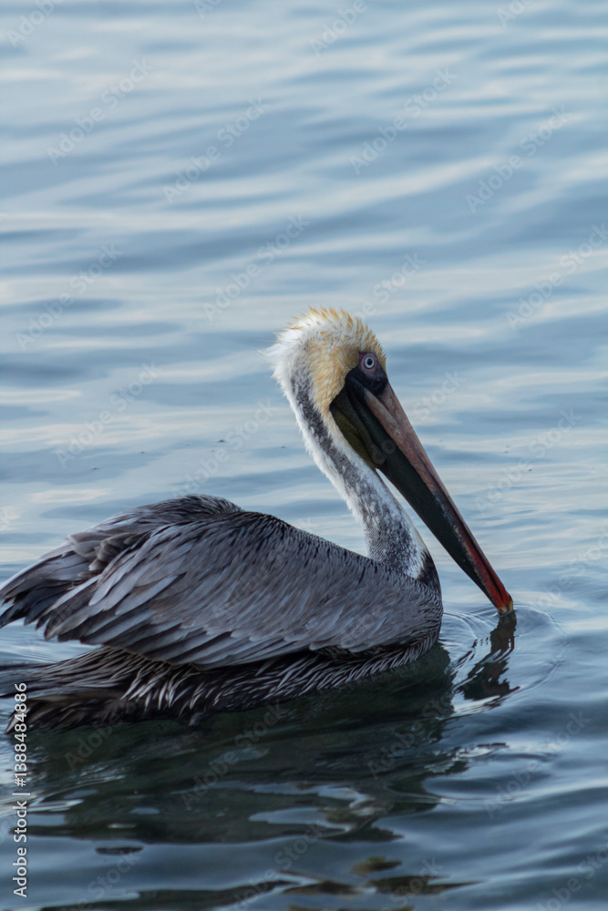 photography of pelican in the ocean photography of pelican in the ocean