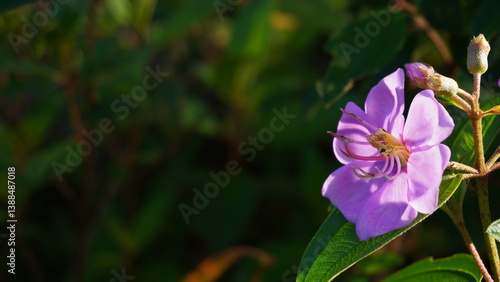 Melastoma affine flower with morning sunlight