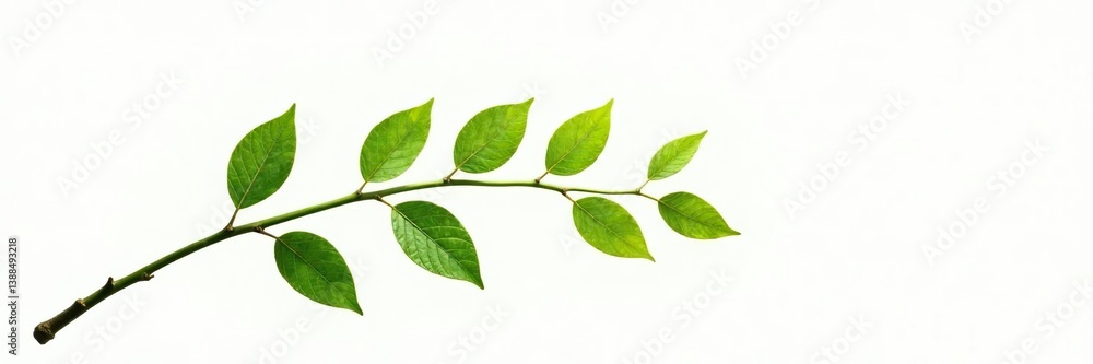 Fototapeta premium A curved branch with leaves against a white background, branch, clean